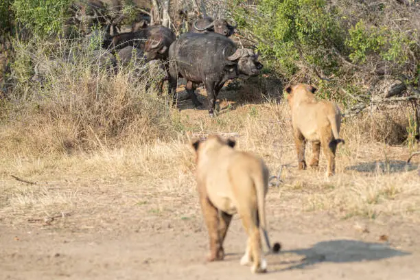 Photo of Lion Pride hunting African Buffalo