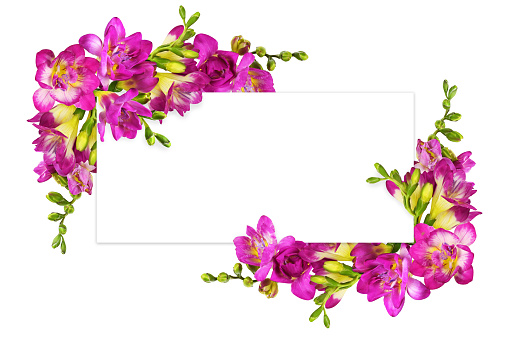 Empty Pink Background With Jasmine Flowers