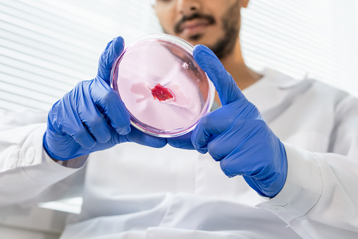 Gloved hands of young male worker of food quality control in whitecoat holding petri dish with tiny sample of raw vegetable meat in lab