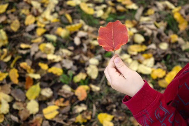 istock Child's hand holds red leaf on yellow fallen autumn leaves background 1276826224