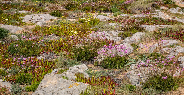istock Landscape with flowers on stones. 1276827177
