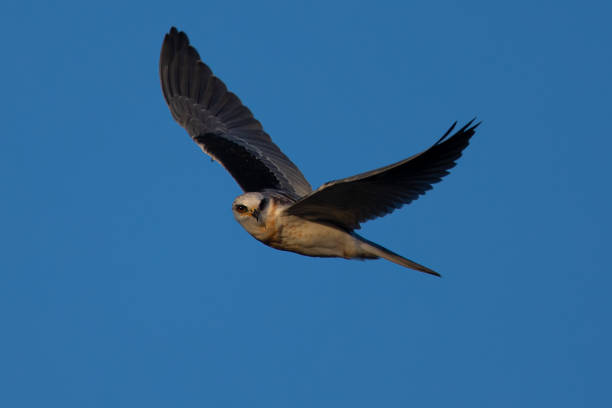 Photo of Close-up of a juvenile white-tailed kite flying in the wild, seen in beautiful light in North California