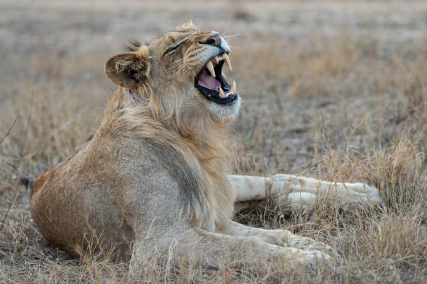 istock Young Male Lion 1276828349