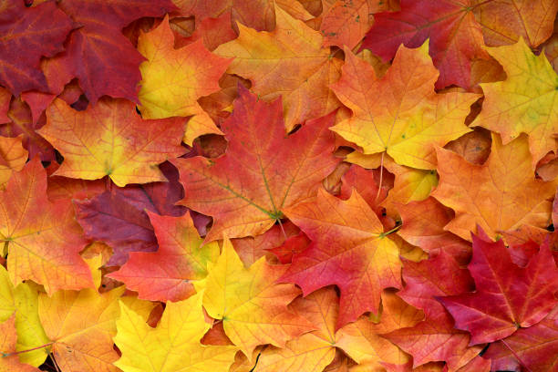 istock Autumn multicolored maple leaves background. 1276829639