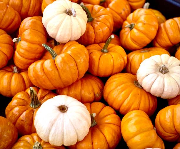 A Variety of Sugar Pumpkins Fun decor pieces sugar pumpkin stock pictures, royalty-free photos & images