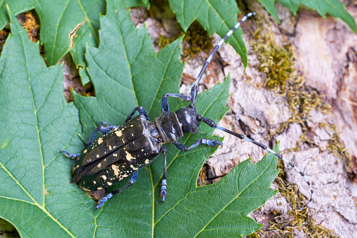 Asian longhorn beetle (Anoplophora glabripennis) with rare yellowing of the points in the quarantine area in Magdeburg in Germany