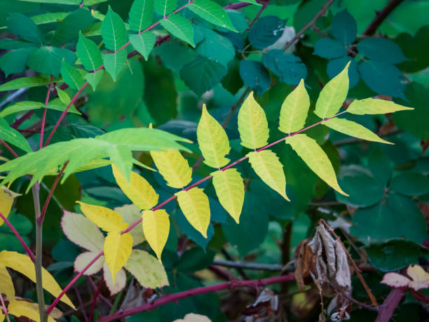 istock Leaves with natural yellow to green gradient 1276830868