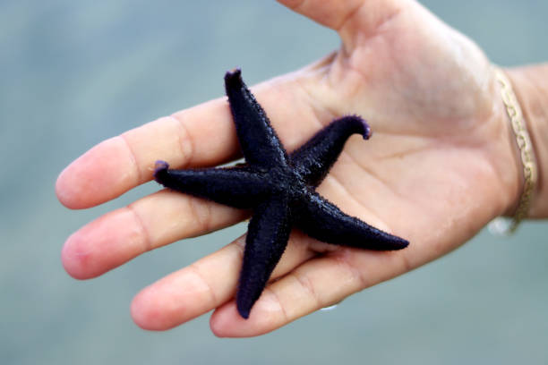 istock Hand holding black starfish - close up 1276835110