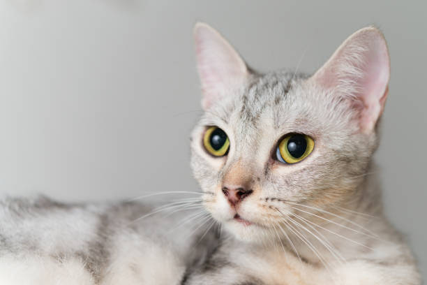 istock Close up portrait shorthair cat lying on white bed. 1276835908