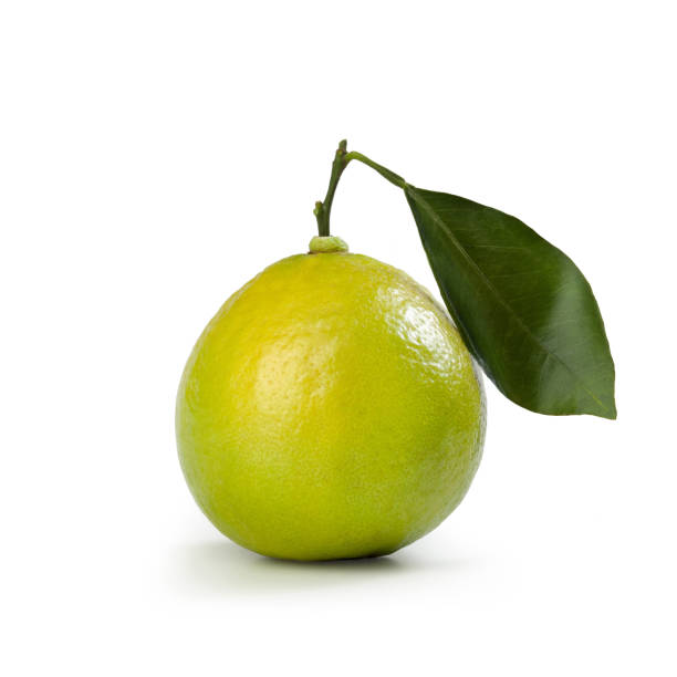 istock Bergamot Orange – 