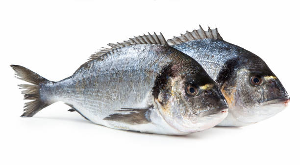 istock mediterranean fish Orata 