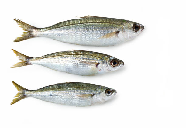 Boops boops fish isolated on white background, Boga isolated on white background