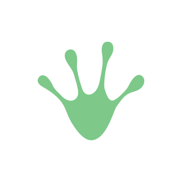 Frog footprint green icon. Frog footprint green icon. Handmade animal foots symbol. Vector illustration isolated on white. frog illustrations stock illustrations