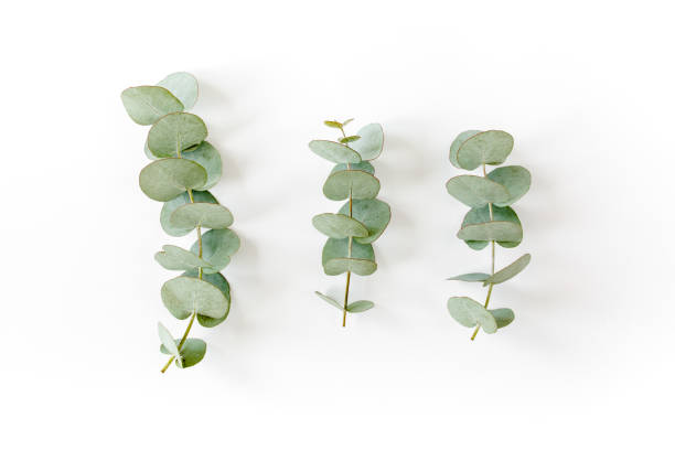 istock green leaves eucalyptus on white background. flat lay, top view 1276838784