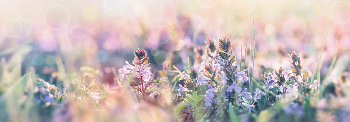 Beautiful nature, flowering meadow flowers, spring landscape lit by sunlight