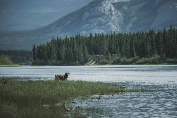 istock Dog on the water 1276839563
