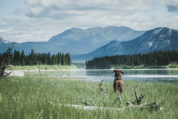 istock Dog on the water 1276839573