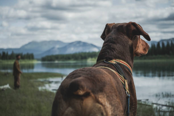 istock Dog on the water 1276839591