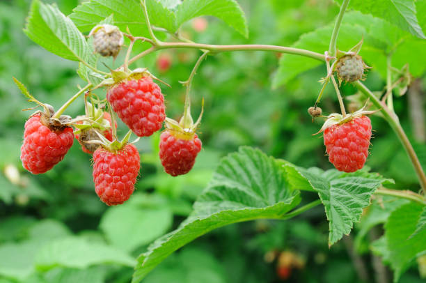 istock Several ripe red  raspberries growing on the branch 1276839787