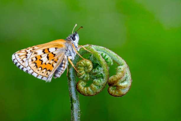istock Macro shots, beautiful butterfly 1276839858