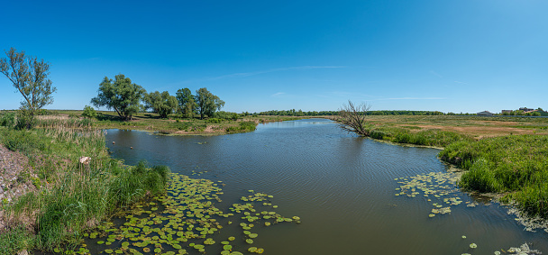 Panoramic view over a pond near Elbe river with water lilies at sunny day and blue sky, Magdeburg, Germany, summer