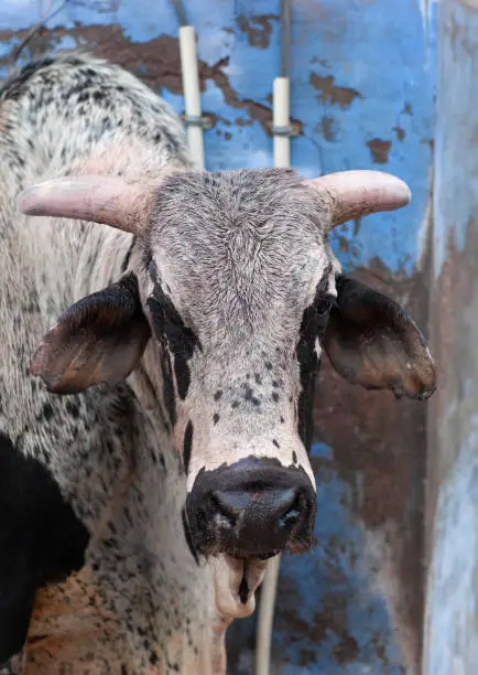 Photo of Holy cow walking in the street in Jodhpur, Rajasthan, India