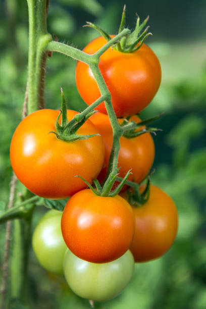 istock Red tomatoes growing on a branch. Growing tomatoes in a greenhouse. 1276840828