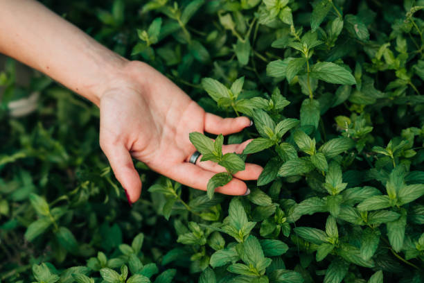 istock Picking mint in the garden 1276841445