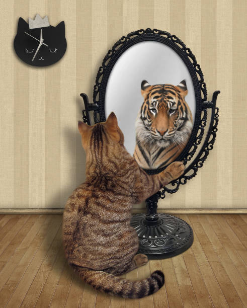 istock Cat near metal oval mirror 3 1276842035