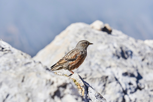 small bird alpine accentor on a white rock on a blurred background