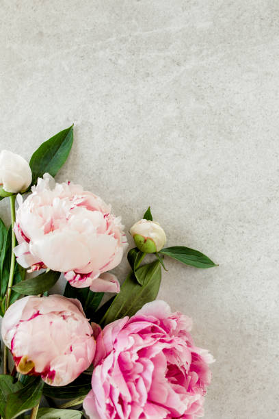 istock Beautiful pink peony flowers on gray stone table with copy space for your text. Flat style, top view 1276843161