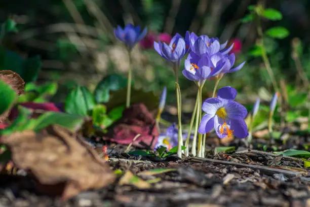 Crocus speciosus, biebersteins crocus, autumn blue purple flowering plant with orange yellow center, Biebersteins crocus flowers in bloom, autumn species growing in barkdust