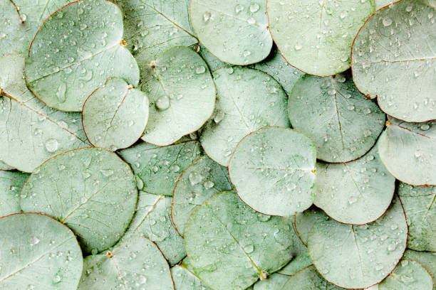istock Background, Texture made of green eucalyptus leaves with raindrop, dew. Flat lay, top view 1276843444