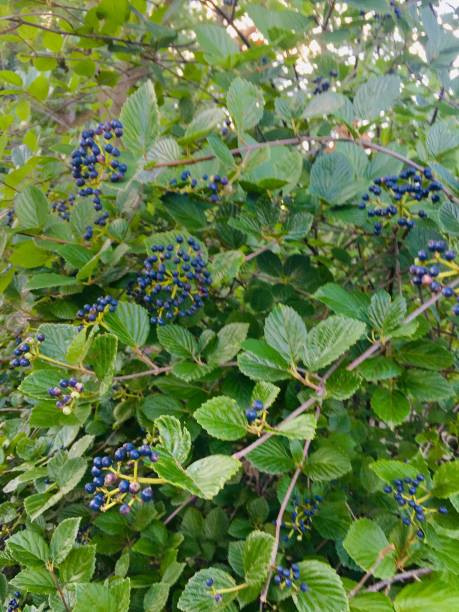 Arrowwood Viburnum Blue Berries