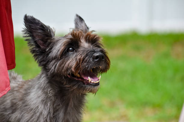 Cairn Smile Cairn Terrier smiling cairn terrier stock pictures, royalty-free photos & images