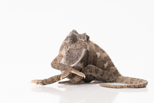Close-up view of  chameleon isolated on white