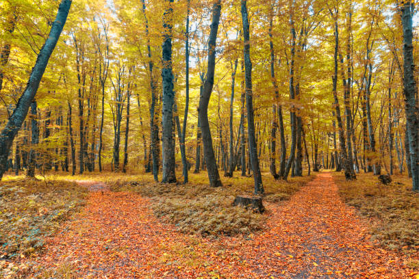 istock Dense forest in the middle of autumn 1276845470