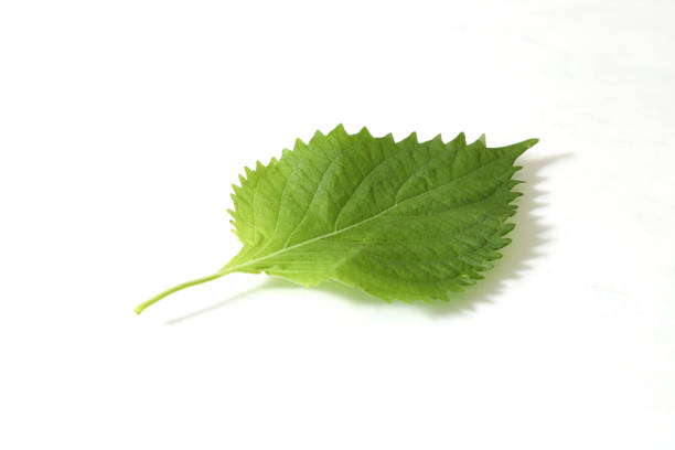 istock a leaf of green shiso in a white background 1276845589