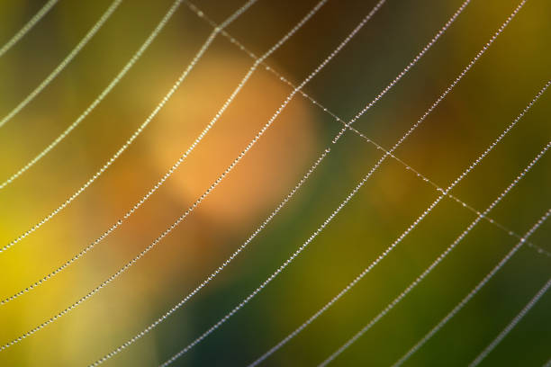 Dew on a spiders web (without spider) hanging among grass leaves with colorful background.