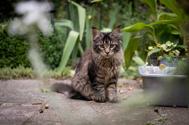 istock Kitten in the garden 1276846193