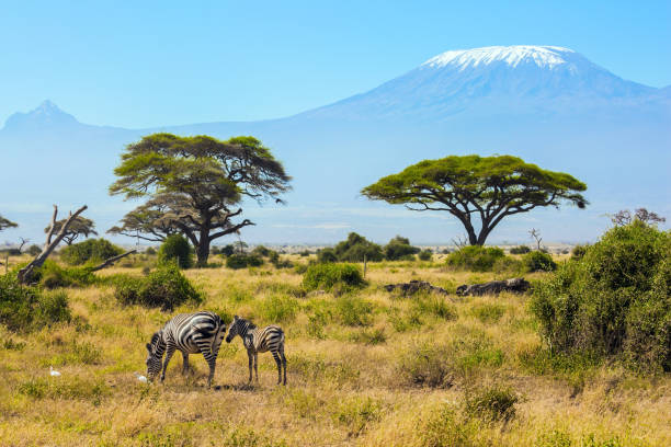 istock Herd of striped zebras graze 1276846240