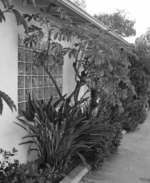 Glass block window behind shrubs and trees in back and white.