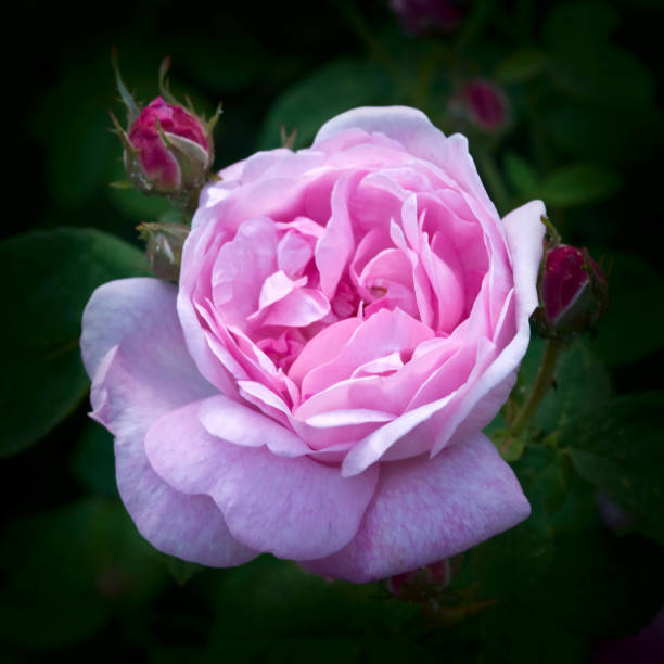 Bud of tea rose on bush
