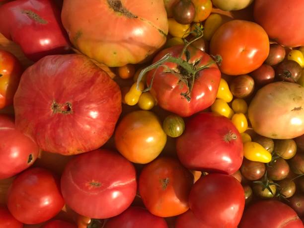 istock Colorful Tomato Close-Up 1276848476