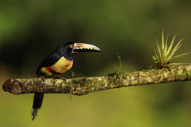 istock Collared Aracari, Pteroglossus torquatus, bird with big bill. Costarica forest. 1276850076
