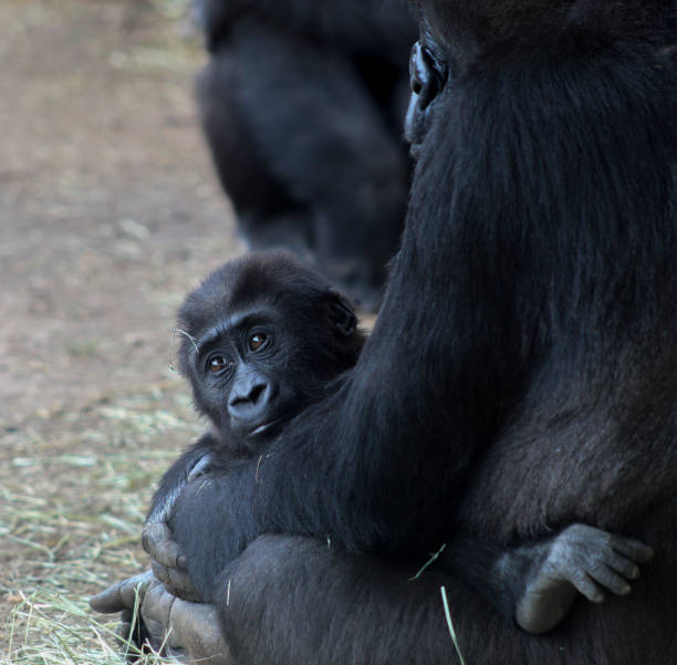 istock Mom and Baby Gorilla 1276850090