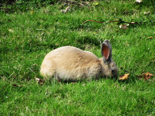 Bright Sweet-Looking Light Brown Bunny Rabbit Sniffing Green Grass in the Field