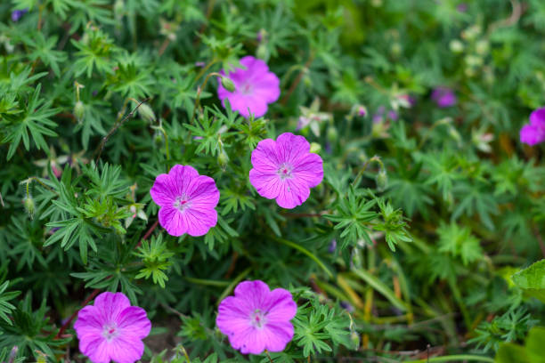 geranium sanguineum bloody crane's-bill - geranium imagens e fotografias de stock