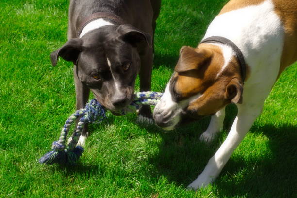 istock Two Dogs playing with a rope on grass 1276851734