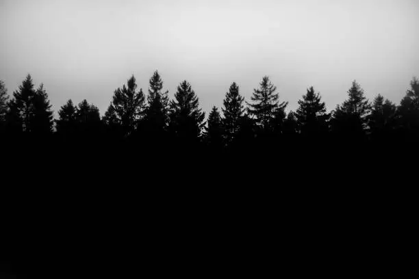 Photo of Black and white silhouette of treetops in the forest